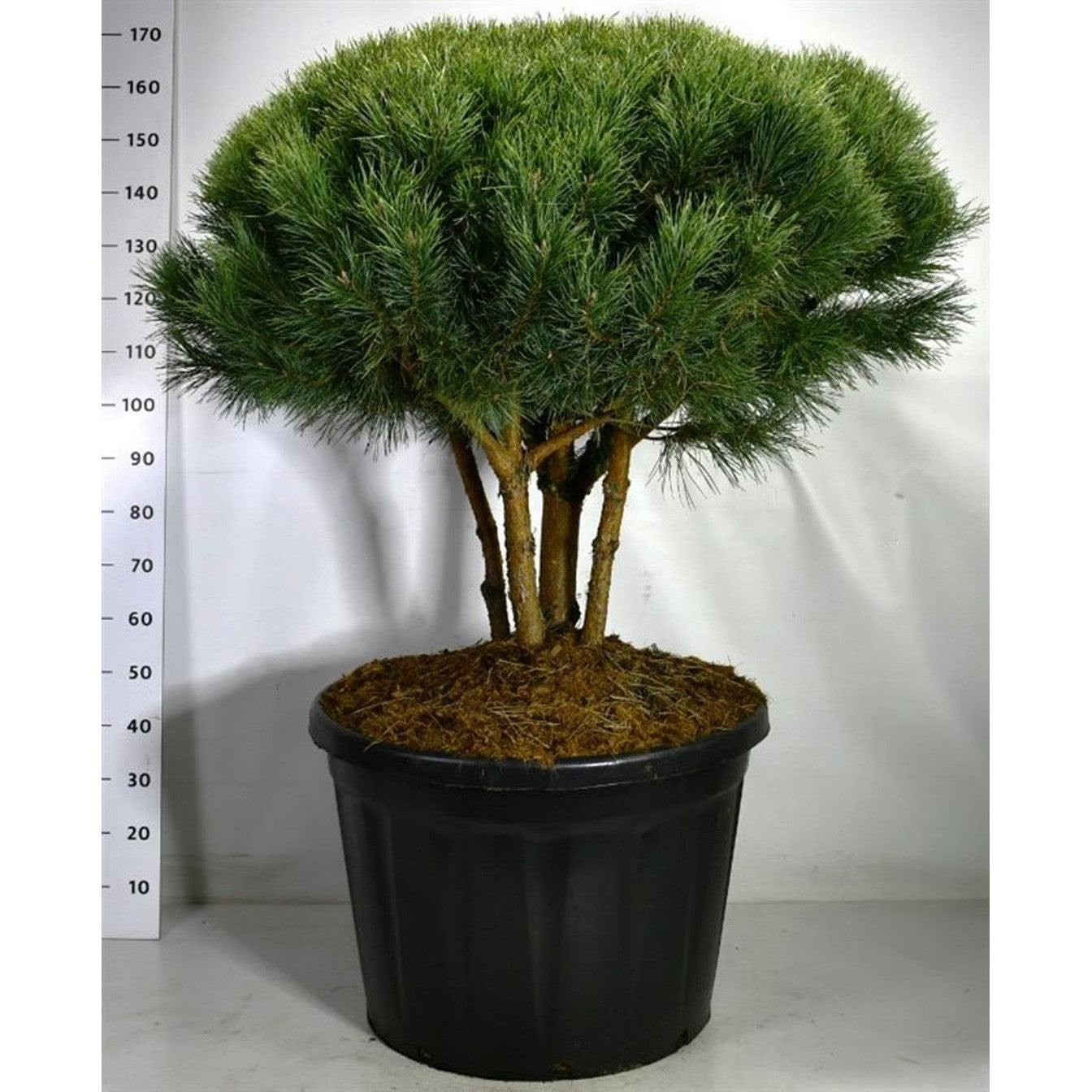 Tall – Pinus sylvestris 'Watereri' - C180 80-100 cm. Parasol